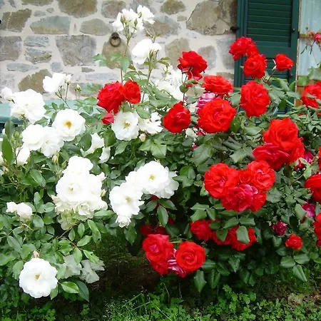 D' Epoca La Marianella ファームステイ *