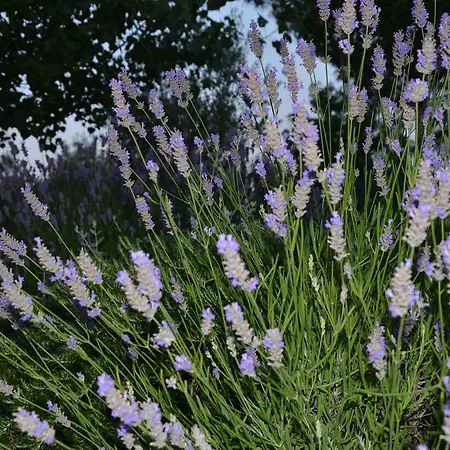 ファームステイ D' Epoca La Marianella Catabbio